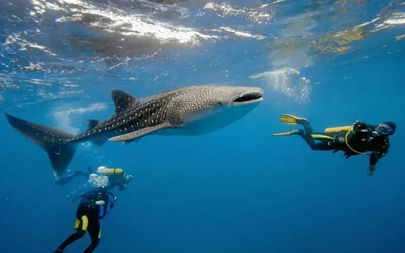 b nado tiburon ballena cancun